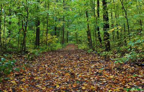 Forest trail